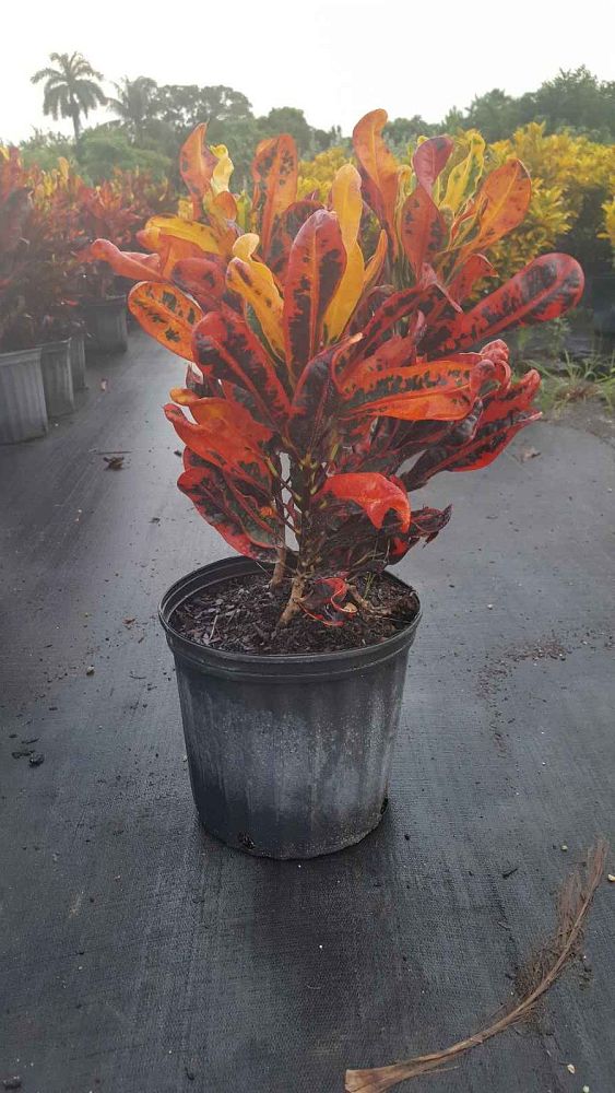 codiaeum-variegatum-mammey-croton