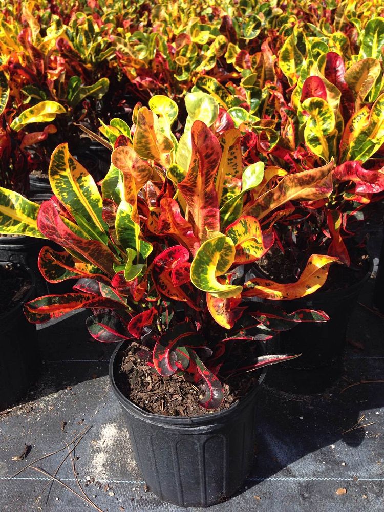 codiaeum-variegatum-mammey-croton