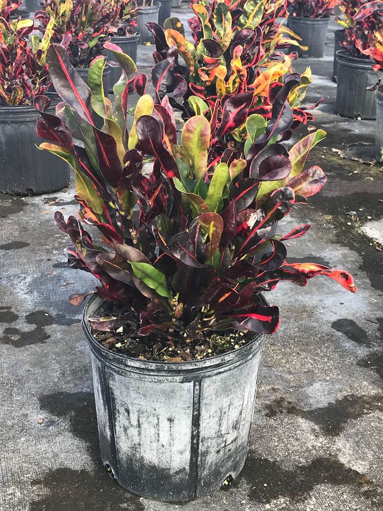codiaeum-variegatum-mammey-croton