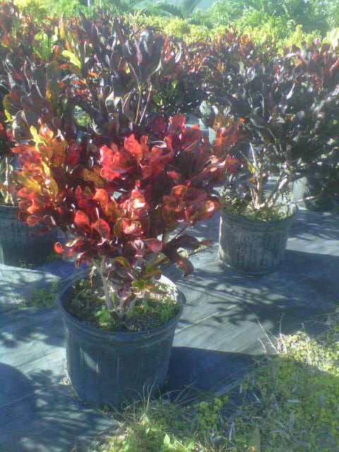codiaeum-variegatum-mammey-croton