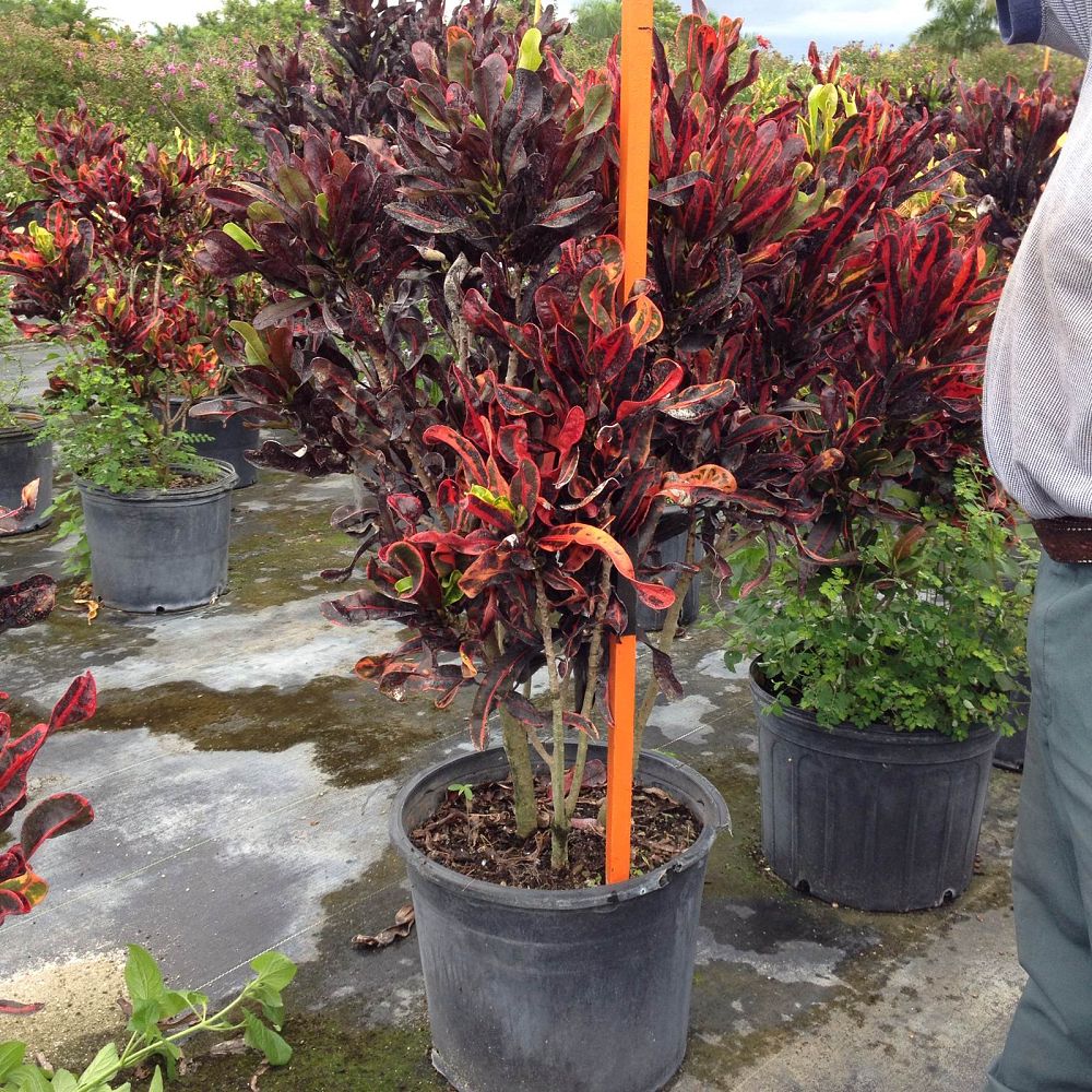 codiaeum-variegatum-mammey-croton