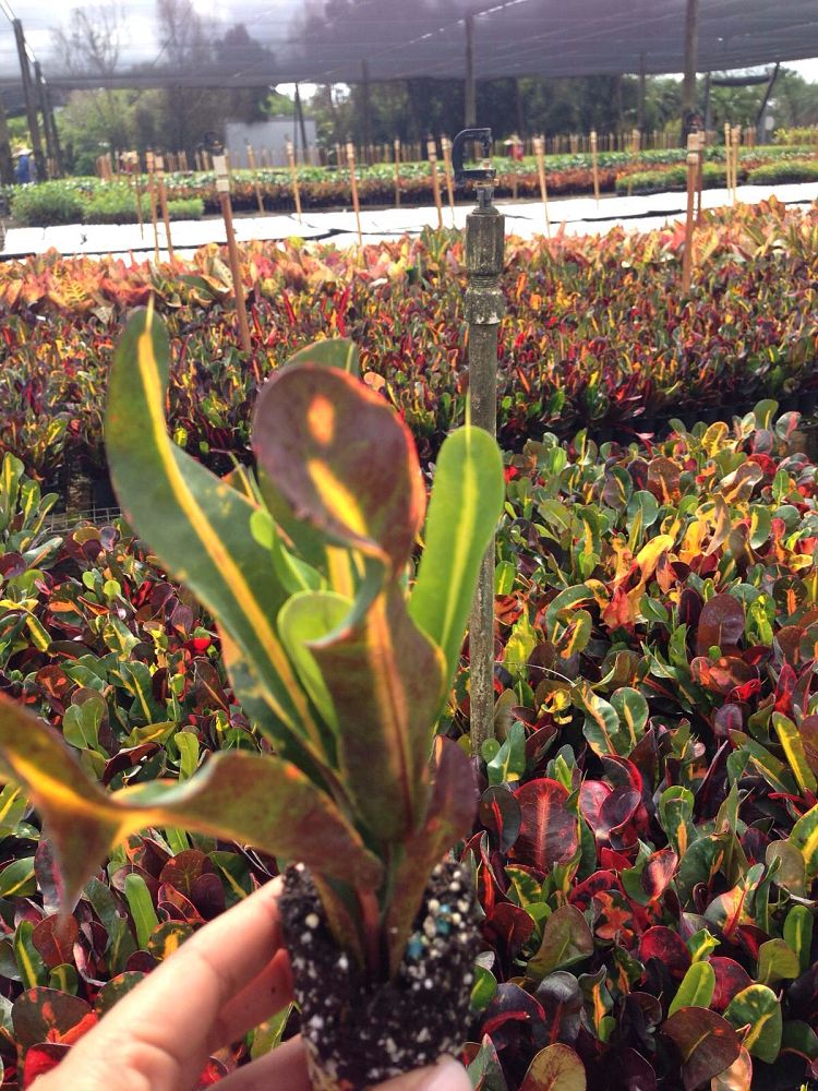 codiaeum-variegatum-mammey-croton