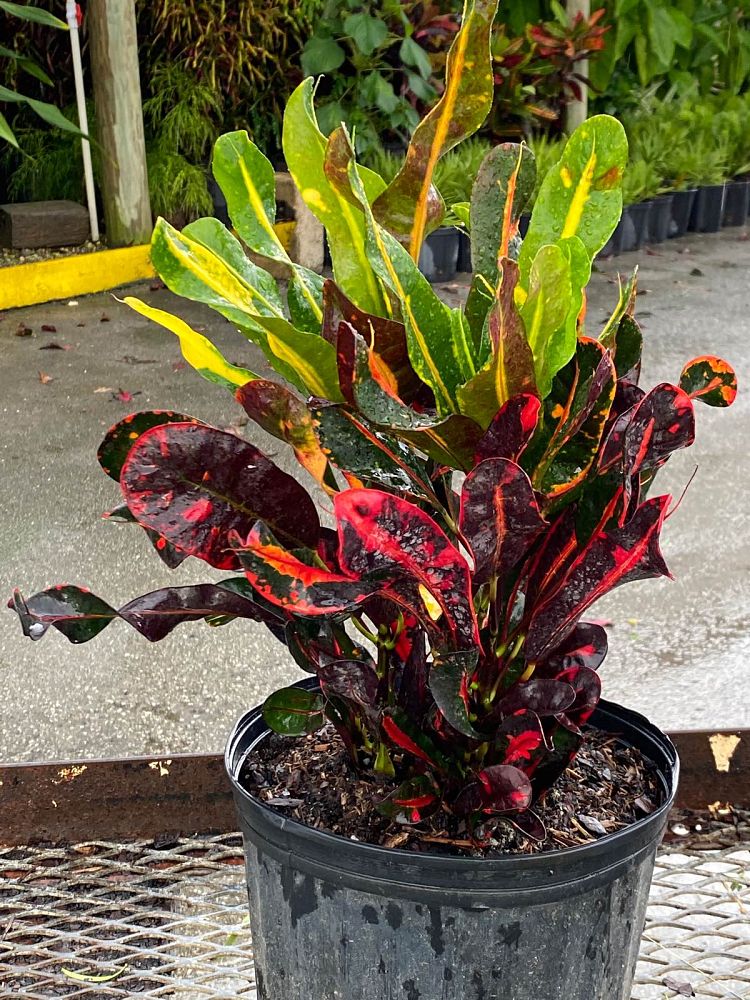 codiaeum-variegatum-mammey-croton
