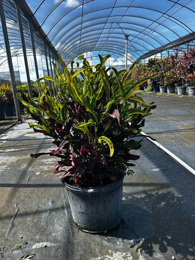 codiaeum-variegatum-mammey-croton