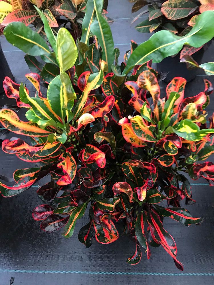 codiaeum-variegatum-mammey-croton