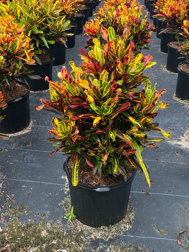 codiaeum-variegatum-mammey-croton