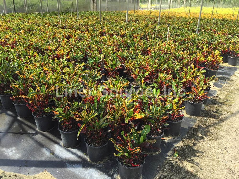 codiaeum-variegatum-mammey-croton