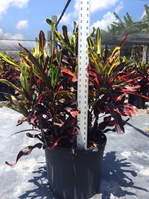 codiaeum-variegatum-mammey-croton