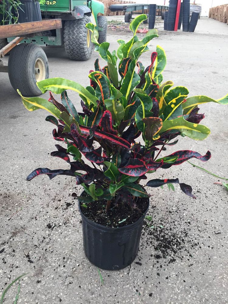 codiaeum-variegatum-mammey-croton