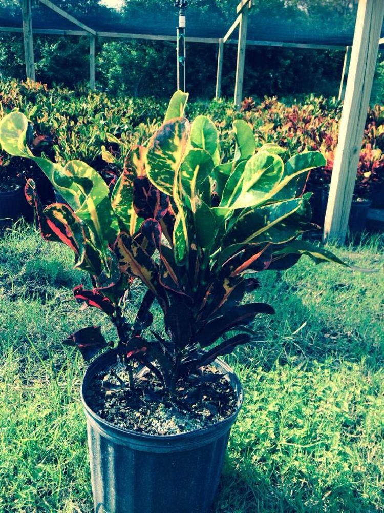 codiaeum-variegatum-mammey-croton