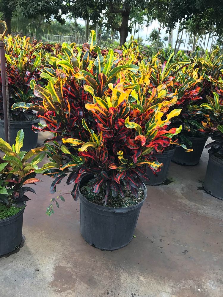 codiaeum-variegatum-mammey-croton