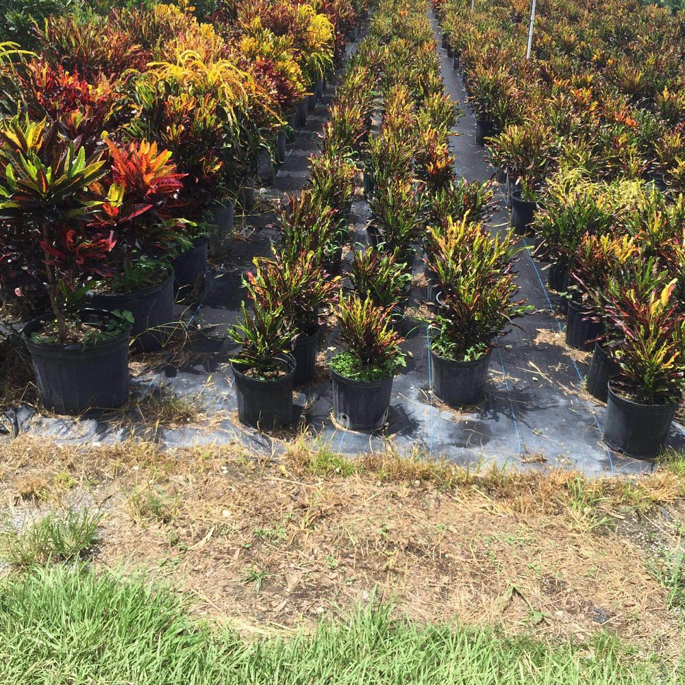 codiaeum-variegatum-mammey-croton
