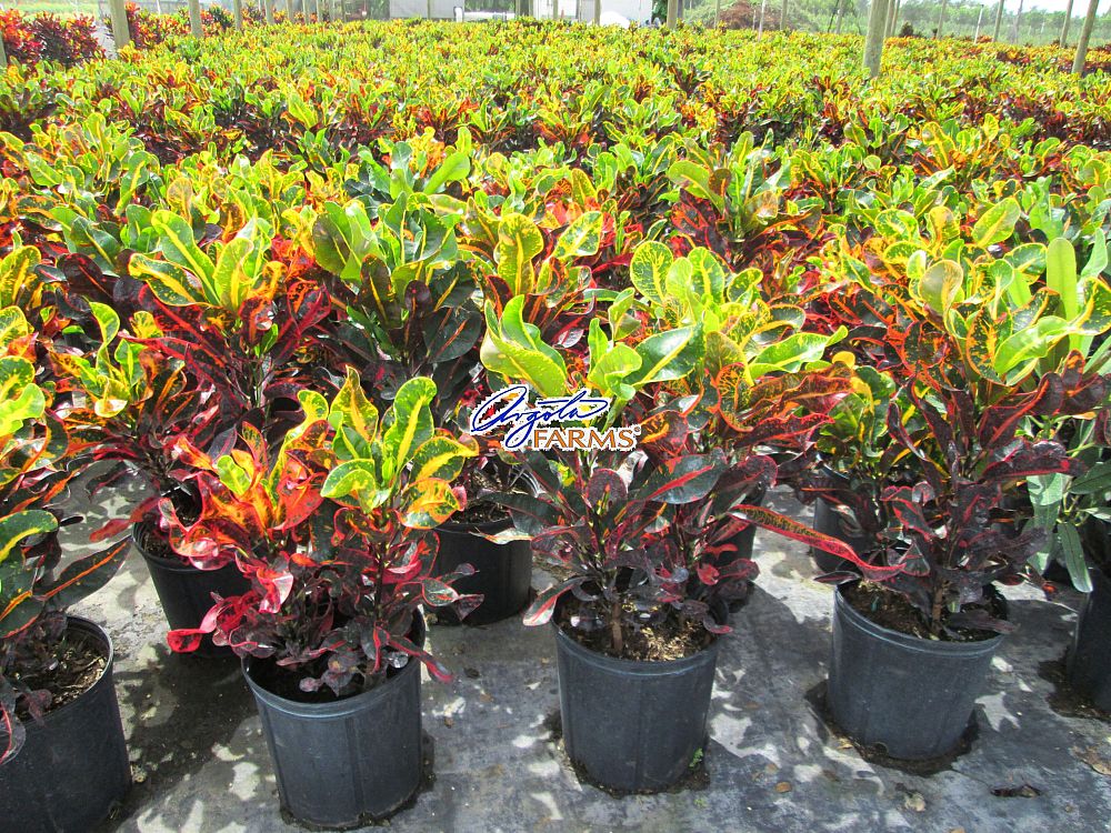 codiaeum-variegatum-mammey-croton