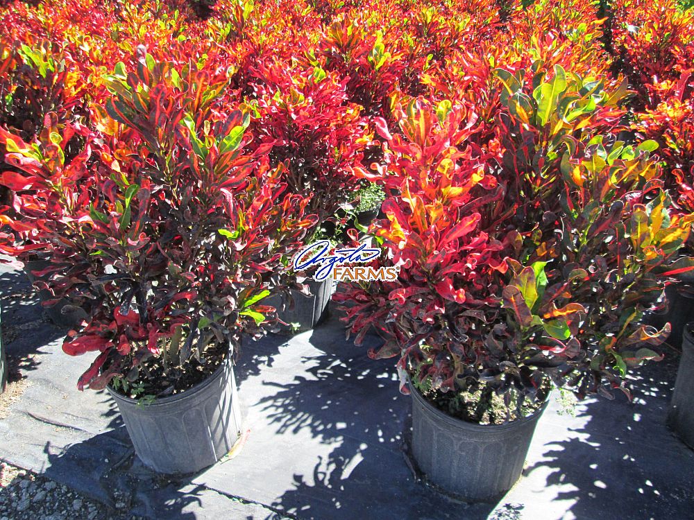 codiaeum-variegatum-mammey-croton