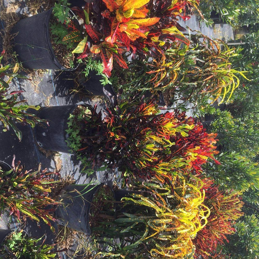 codiaeum-variegatum-mammey-croton