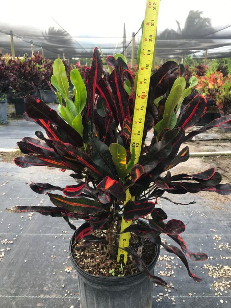codiaeum-variegatum-mammey-croton