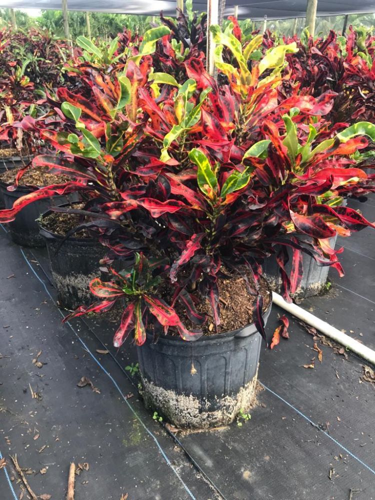codiaeum-variegatum-mammey-croton