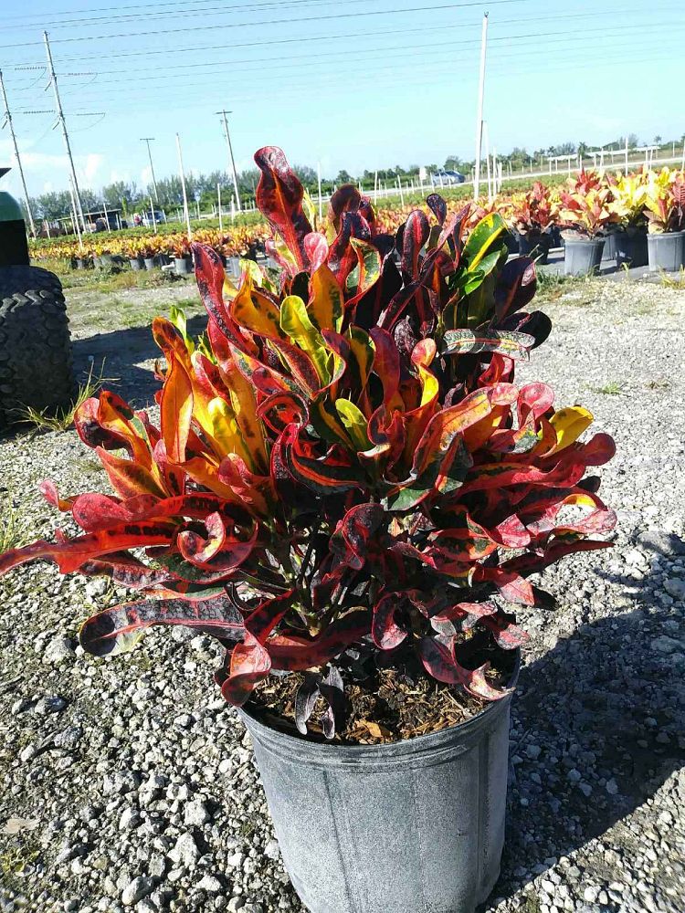 codiaeum-variegatum-mammey-croton