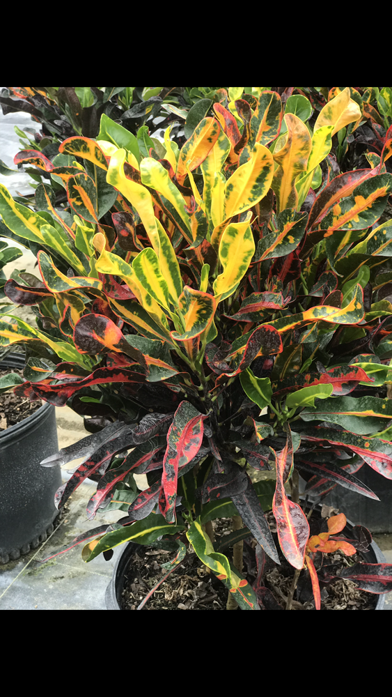codiaeum-variegatum-mammey-croton