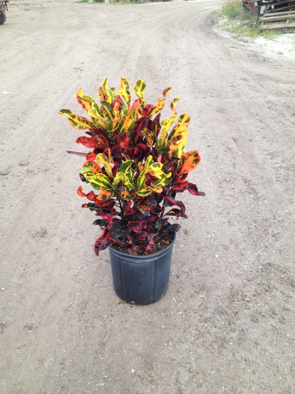 codiaeum-variegatum-mammey-croton