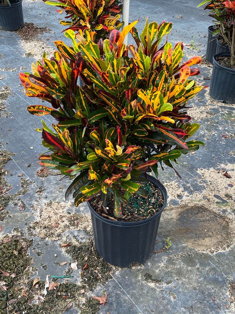 codiaeum-variegatum-mammey-croton