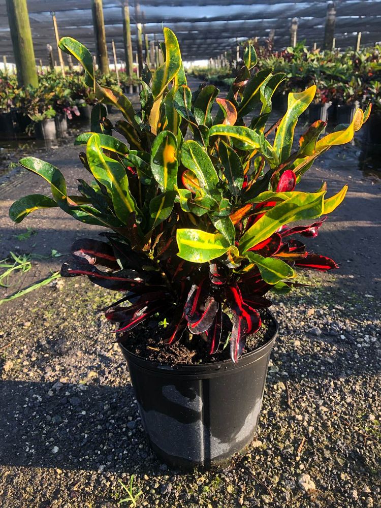 codiaeum-variegatum-mammey-croton
