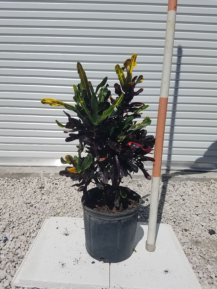 codiaeum-variegatum-mammey-croton