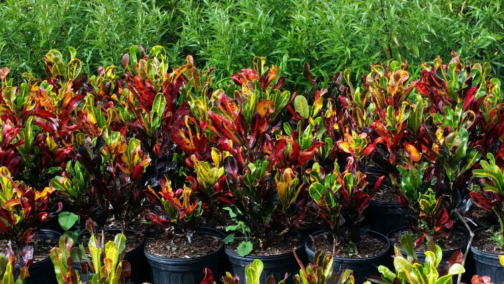 codiaeum-variegatum-mammey-croton