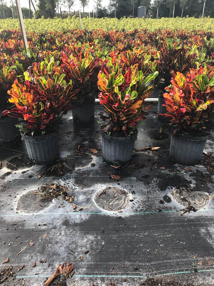 codiaeum-variegatum-mammey-croton