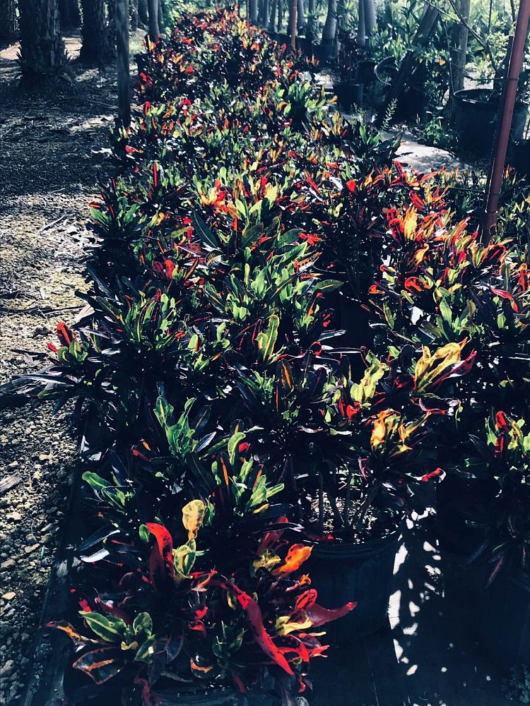 codiaeum-variegatum-mammey-croton