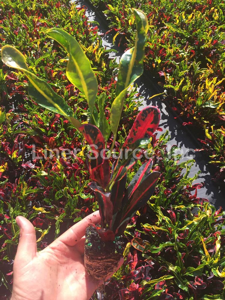 codiaeum-variegatum-mammey-croton
