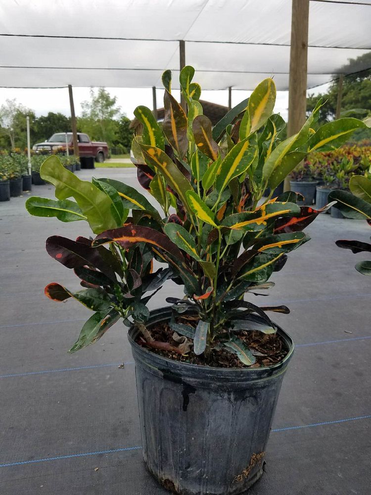 codiaeum-variegatum-mammey-croton