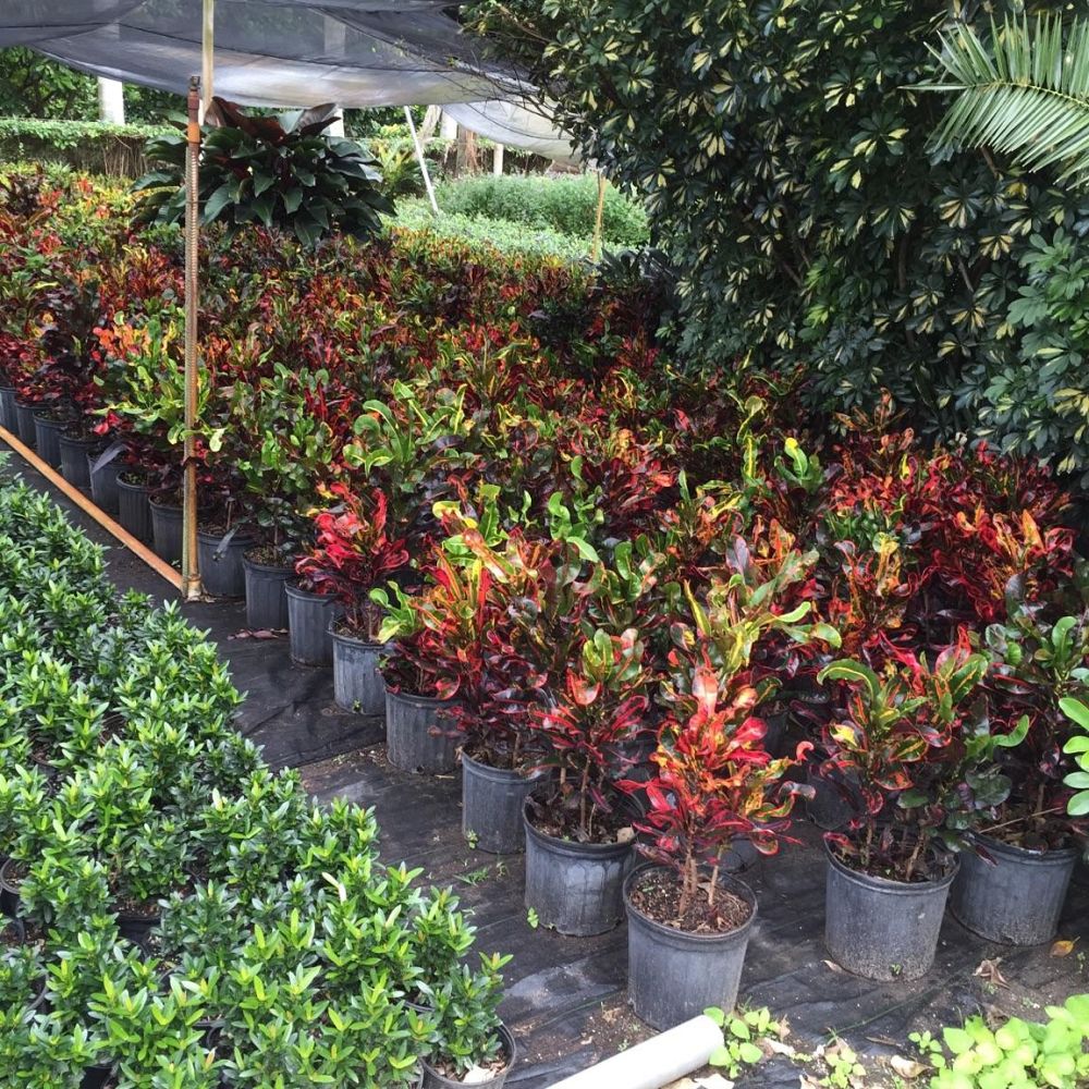 codiaeum-variegatum-mammey-croton