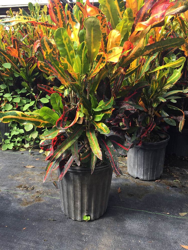 codiaeum-variegatum-mammey-croton