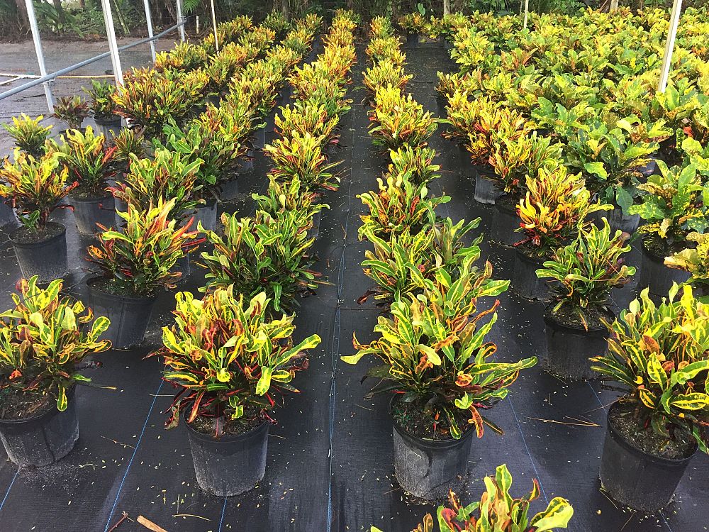 codiaeum-variegatum-mammey-croton