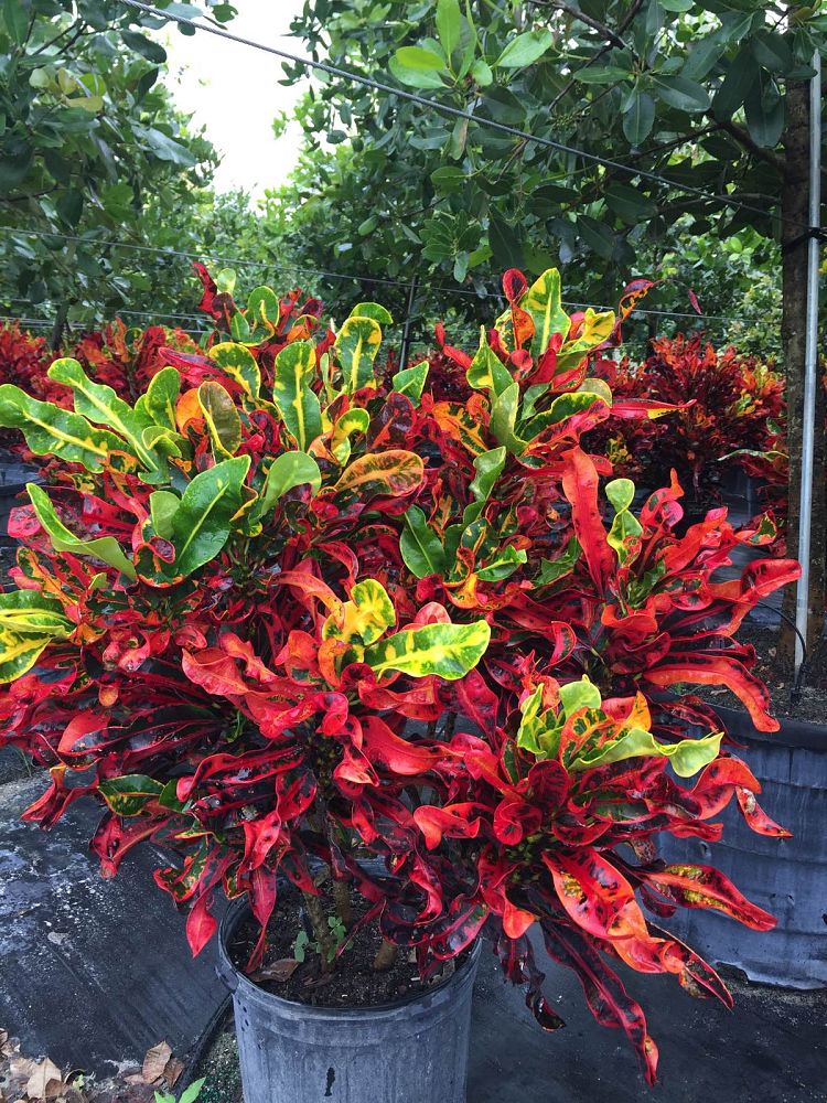 codiaeum-variegatum-mammey-croton