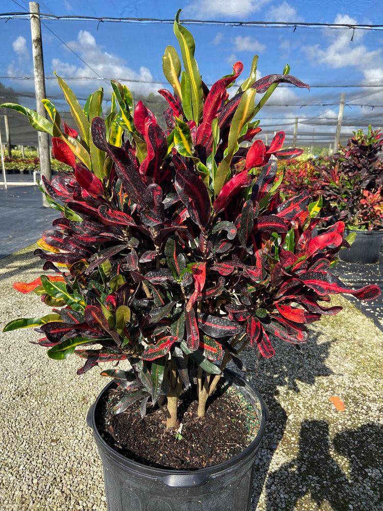 codiaeum-variegatum-mammey-croton
