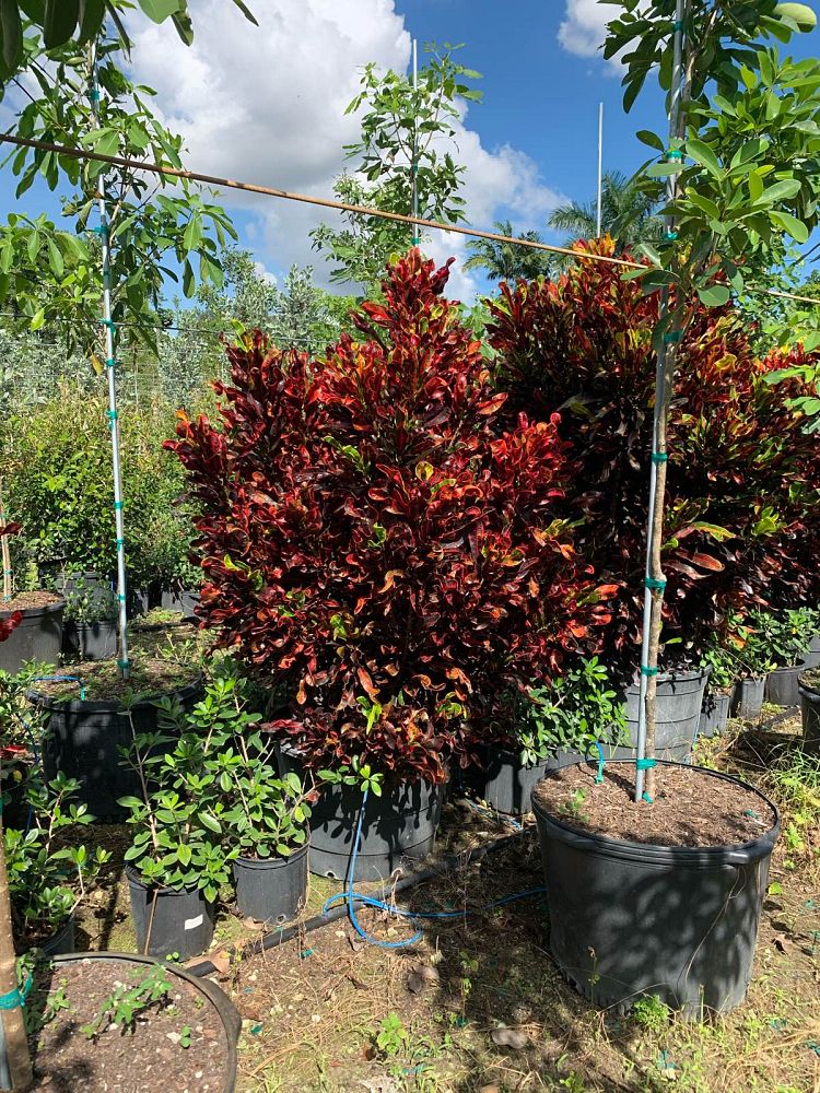 codiaeum-variegatum-mammey-croton