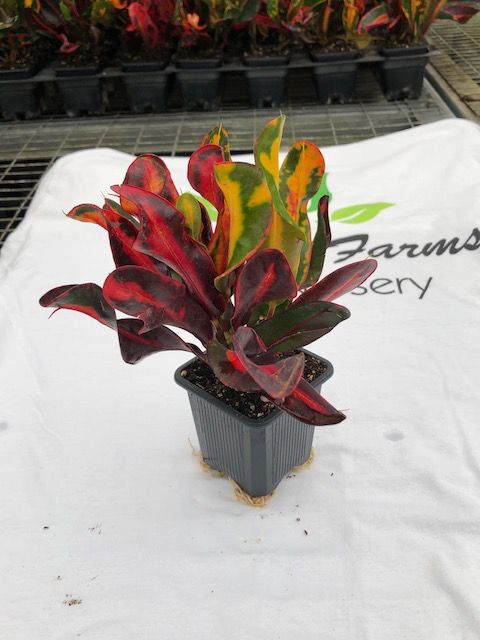 codiaeum-variegatum-mammey-croton