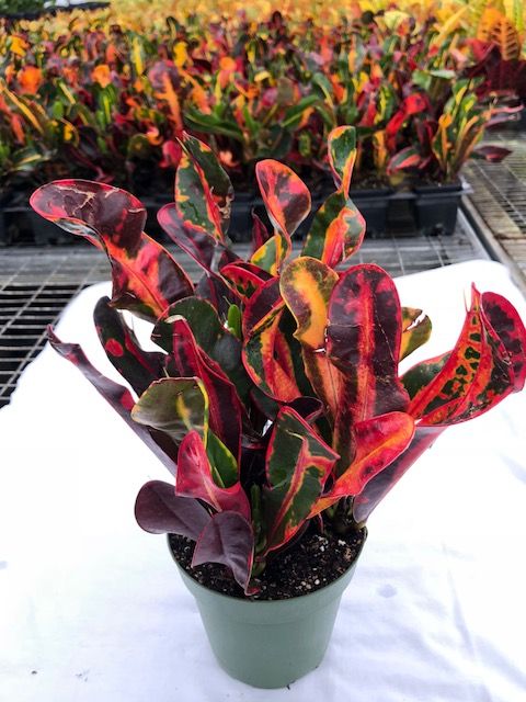codiaeum-variegatum-mammey-croton