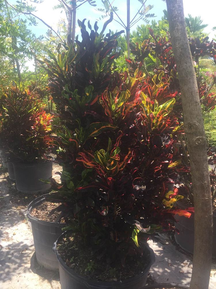 codiaeum-variegatum-mammey-croton