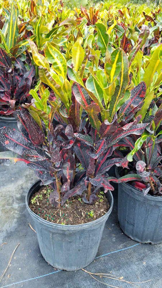 codiaeum-variegatum-mammey-croton