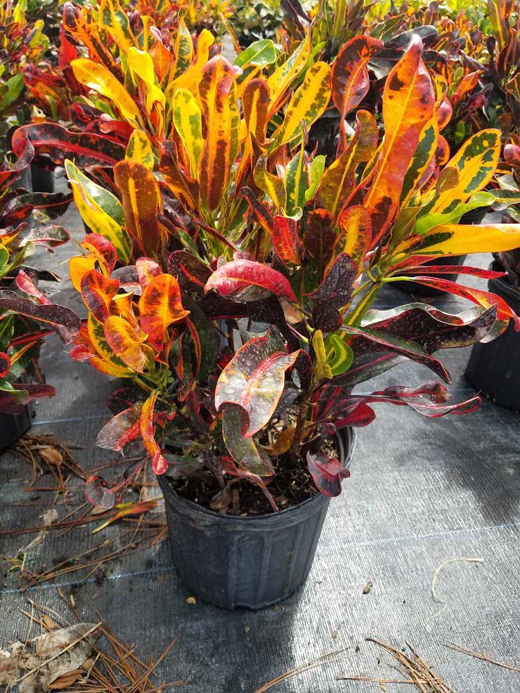 codiaeum-variegatum-mammey-croton