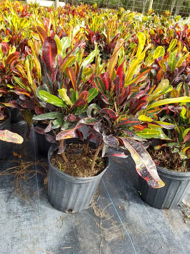 codiaeum-variegatum-mammey-croton