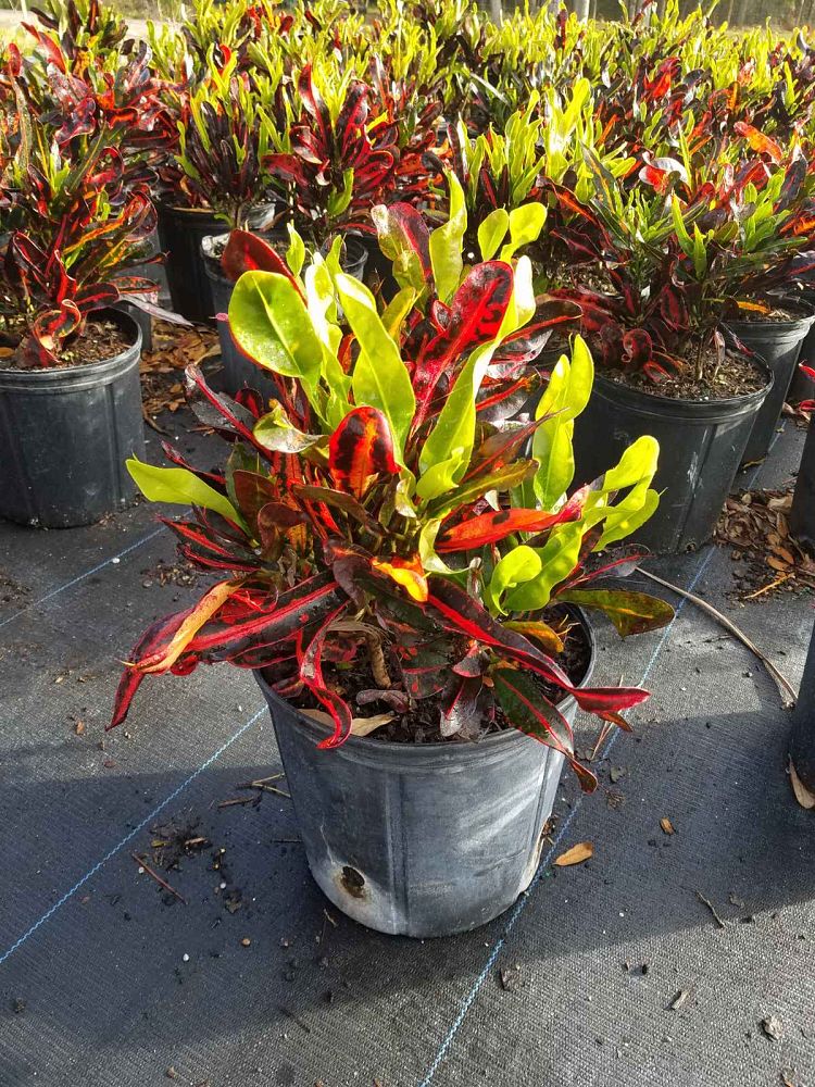 codiaeum-variegatum-mammey-croton