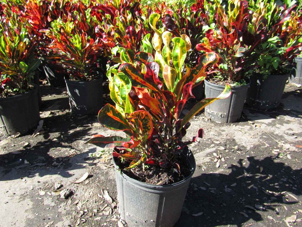 codiaeum-variegatum-mammey-croton