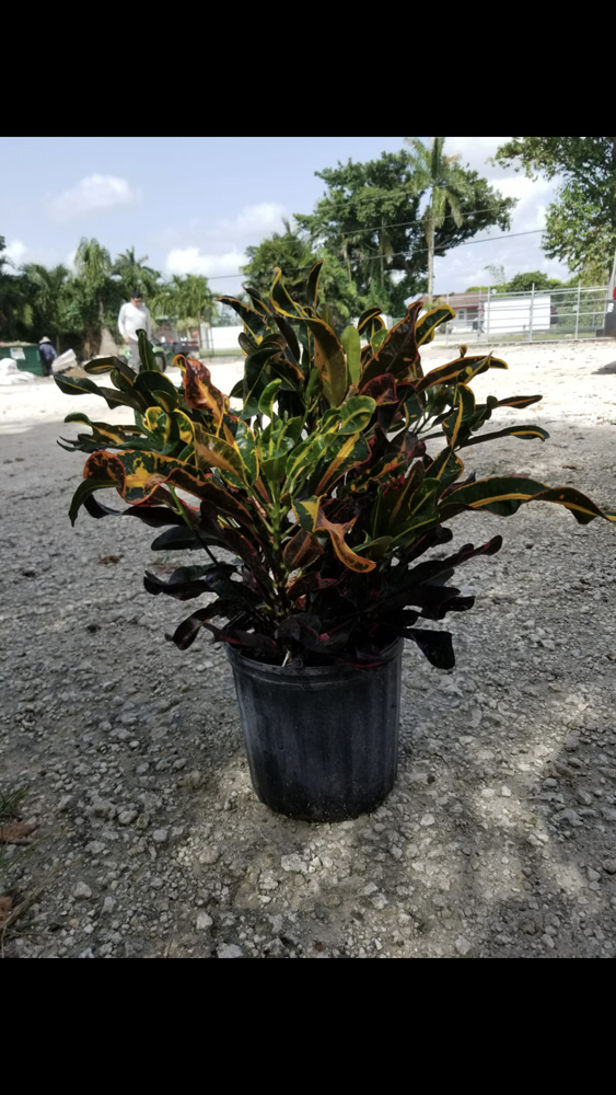 codiaeum-variegatum-mammey-croton