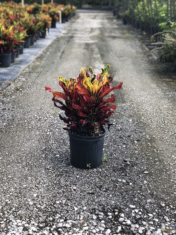 codiaeum-variegatum-mammey-croton