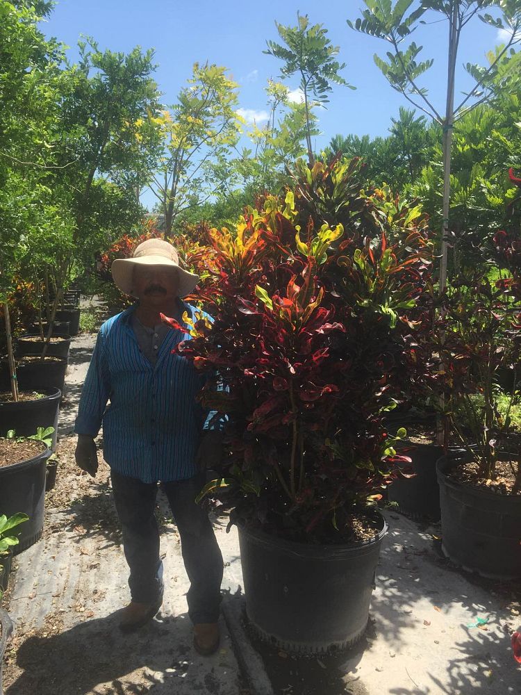 codiaeum-variegatum-mammey-croton