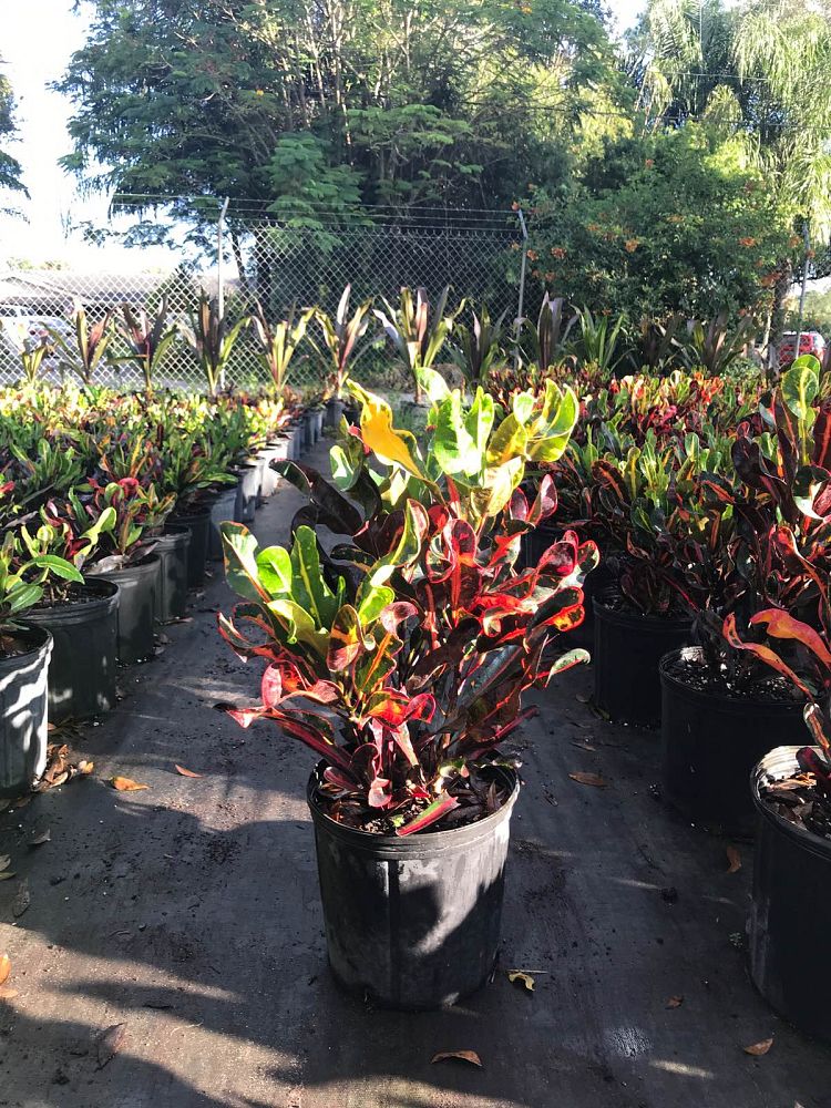 codiaeum-variegatum-mammey-croton